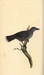 Nocciolaia maculata, Nucifraga caryocatactes. Incisione colorata a mano tratta da Edward Donovan dal suo Natural History of British Birds, Londra