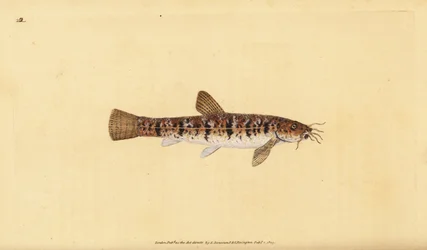Cobite barbatula, Barbatula barbatula. Incisione a mano colorata a rame disegnata e incisa da Edward Donovan dal suo Natural History of British Fishes, Donovan e F.C. e J. Rivington, Londra