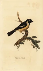 Saltimpalo, Saxicola rubicola