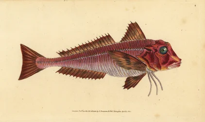 Gallinella striata, Trigloporus lastoviza (Trigla lineata). Incisione a mano colorata disegnata e incisa da Edward Donovan dalla sua Storia Naturale dei Pesci Britannici, Donovan e F.C. e J. Rivington, Londra