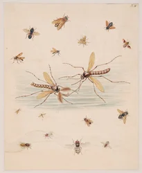 Studi di animali invertebrati, Volume II