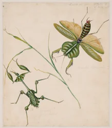 Studi sugli animali invertebrati, Volume II