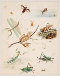 Studi di animali invertebrati, Volume II