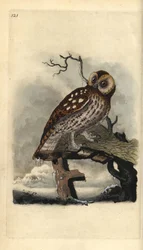 Allocco. Incisione a mano colorata a rame disegnata e incisa da Edward Donovan dal suo Natural History of British Birds, Londra