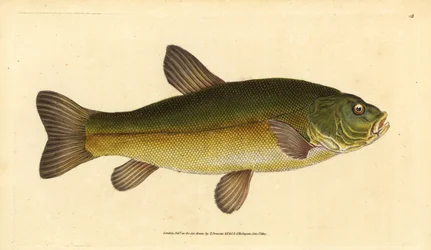 Tinca, Tinca tinca. Incisione a mano colorata a rame disegnata e incisa da Edward Donovan dal suo Natural History of British Fishes, Donovan e F.C. e J. Rivington, Londra