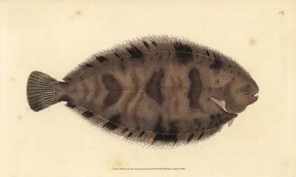 Sogliola variegata, Microchirus variegatus