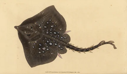 Raja clavata. Quasi minacciata. Incisione a mano colorata disegnata e incisa da Edward Donovan dal suo Natural History of British Fishes, Donovan e F.C. e J. Rivington, Londra