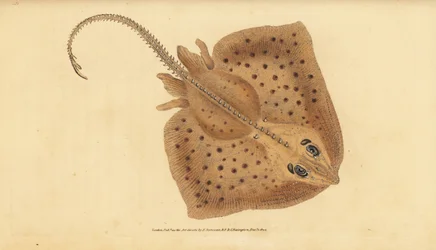 Razza chiodata, Raja clavata. Quasi minacciata. Razza ruvida, Raja rubus. Incisione colorata a mano tratta da Edward Donovan dal suo Natural History of British Fishes, Donovan e F.C. e J. Rivington, Londra