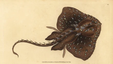 Razza spinosa, Amblyraja radiata (Razza stellata, Raja radiata). Vulnerabile. Incisione a mano colorata disegnata e incisa da Edward Donovan dalla sua Storia Naturale dei Pesci Britannici, Donovan e F.C. e J. Rivington, Londra