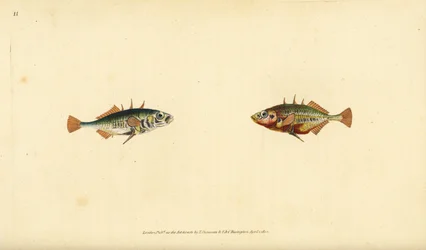 Gasterosteus aculeatus. Incisione a mano colorata disegnata e incisa da Edward Donovan dal suo Natural History of British Fishes, Donovan e F.C. e J. Rivington, Londra
