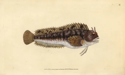 Blennius gattorugine, Parablennius gattorugine. Incisione a mano colorata disegnata e incisa da Edward Donovan dal suo Natural History of British Fishes, Donovan e F.C. e J. Rivington, Londra