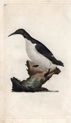 Uria aalge. Incisione a rame di Edward Donovan, pubblicata in Histoire naturelle des oiseaux britanniques, Londra