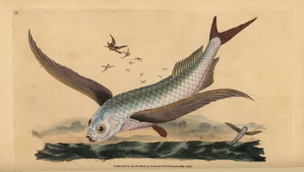 Pesce volante tropicale a due ali o pesce volante comune. Incisione colorata a mano tratta da Edward Donovan dal suo Natural History of British Fishes, Donovan e F.C. e J. Rivington, Londra