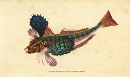 Gallinella lucerna, Chelidonichthys lucerna. Incisione a mano colorata a rame disegnata e incisa da Edward Donovan dal suo Natural History of British Fishes, Donovan e F.C. e J. Rivington, Londra