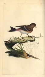 Fanello, Carduelis flavirostris