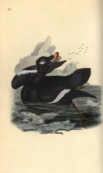 Orchetto marino, Melanitta fusca. Incisione a mano colorata disegnata e incisa da Edward Donovan dal suo "Storia Naturale degli Uccelli Britannici", Londra