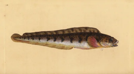 Zoarces viviparus