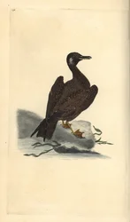 Gabbiano reale giovane. Incisione a mano colorata a rame disegnata e incisa da Edward Donovan dal suo Natural History of British Birds, Londra