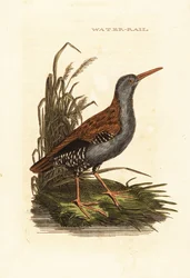 Porciglione, Rallus aquaticus