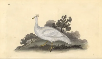 Pavone bianco crestato (femmina), Pavo cristatus. Incisione colorata a mano tratta da Edward Donovan dal suo Natural History of British Birds, Londra
