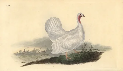 Tacchino bianco, Melagris gallopavo (variante). Incisione a mano colorata disegnata e incisa da Edward Donovan dalla sua "Storia Naturale degli Uccelli Britannici", Londra