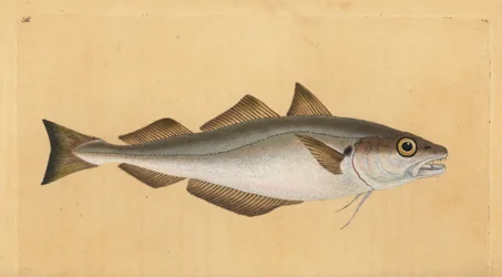 Merlano, Merlangius merlangus. Incisione a mano colorata disegnata e incisa da Edward Donovan dal suo 