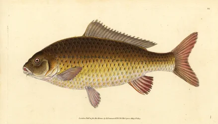 Cyprinus carpio. Vulnerabile. Incisione a mano colorata disegnata e incisa da Edward Donovan dal suo Natural History of British Fishes, Donovan e F.C. e J. Rivington, Londra