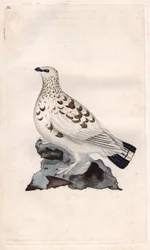 Pernice bianca nordica. Lagopus lagopus (Tetrao lagopus). Incisione su rame di Edward Donovan (1768-1837), pubblicata in Storia naturale degli uccelli britannici, Londra