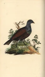 Tetrao urogallus. Incisione a mano colorata disegnata e incisa da Edward Donovan dal suo "Natural History of British Birds," Londra