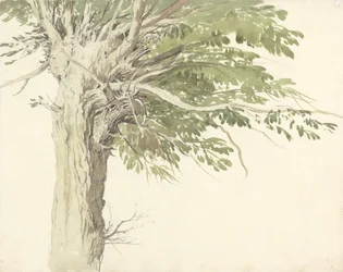 Studio di un albero capitozzato - un salice