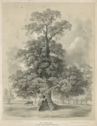 Olmo a Hyde Park, Londra