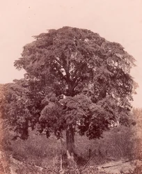 Studio di albero