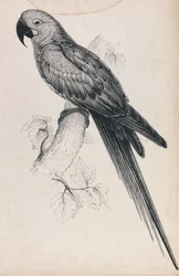 Ara giacinto (Tavola 9)