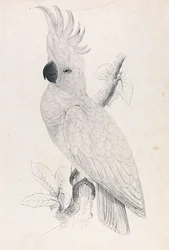 Cacatua dal ciuffo giallo minore (Tavola 4)