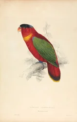 Lorius Domicella / Lorry dal cappuccio nero (Tavola 37)
