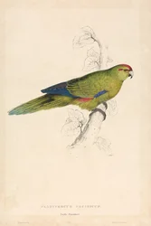 Platycercus Pacificus / Pappagallino del Pacifico (Tavola 26)