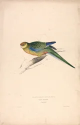 Platycercus Stanley II / Pappagallo di Stanley (maschio giovane) (Tavola 24)
