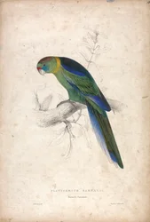 Platycerus Barnardi / Parrotino di Barnard (Tavola 18)