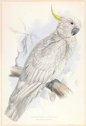 Plyctolophus galeritus. Cacatua ciuffogiallo maggiore.