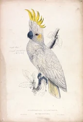 Plyctolophus sulphureus / Cacatua minore crestagialla (Tavola 4)