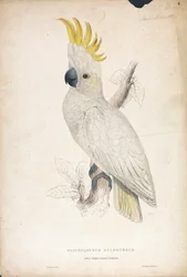 Plyctolophus sulphureus / Cacatua minore crestagialla (Tavola 4)