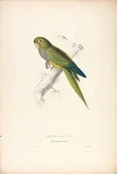 Psittacara Naria / Pappagallino nano (Tavola 12)
