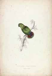 Psittacula Swinderniana. Il parrocchetto di Swindern