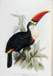 Tucano dal becco rosso, da „A Monograph of the Ramphastidae, or Family of Toucans“ di John Gould (1804-81), pubblicato 1833-35