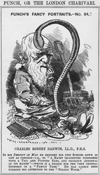 Charles Darwin, ritratti di fantasia di Punch, n. 54, illustrazione da 