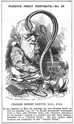 Charles Darwin (1809-1882), naturalista inglese. Evoluzione per selezione naturale. Vignetta di Edward Linley Sambourne (1844-1910) della serie «Fancy Portrait» in Punch, Londra 1881, l