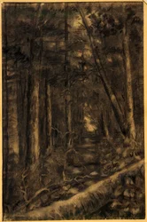 Paesaggio con sentiero nella foresta