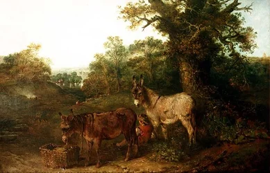 Asini in una radura