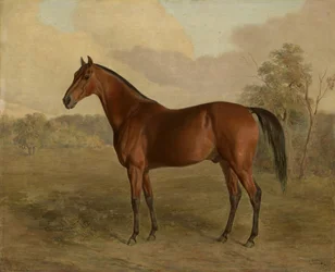 Picchio del Kentucky, 1834