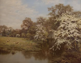 Fioritura di biancospino